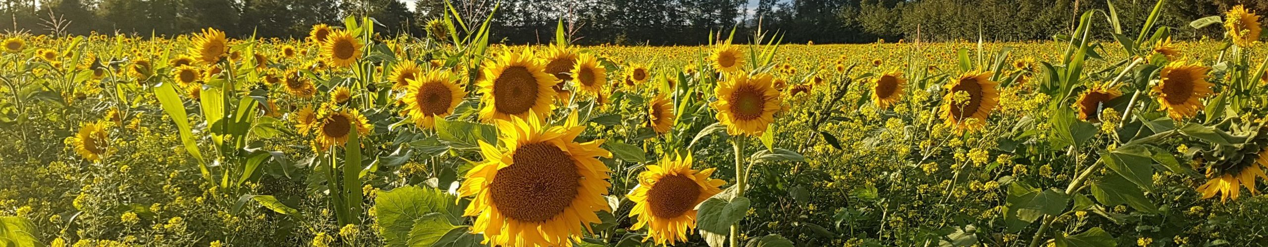 Bild von einem Sonnenblumenfeld