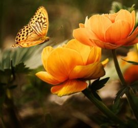 Bild mit oranger Blume und mit Schmetterling